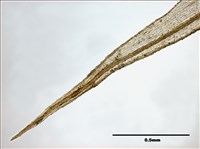 Philonotis mollis (Dozy et Molk.) Mitt. Collection Image, Figure 14, Total 20 Figures